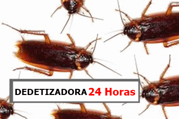 Dedetizadora-desentupidora-d-ply-2018